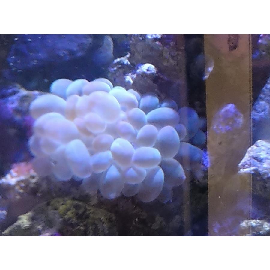 珊瑚 サンゴ バブルコーラル 薄グリーン ミズタマサンゴ サイズ7ｃｍ前後 画像の生体をお届けいたします 画像の1 3枚目はコーラルレンズ使用 Bable01 お魚倉庫 通販 Yahoo ショッピング