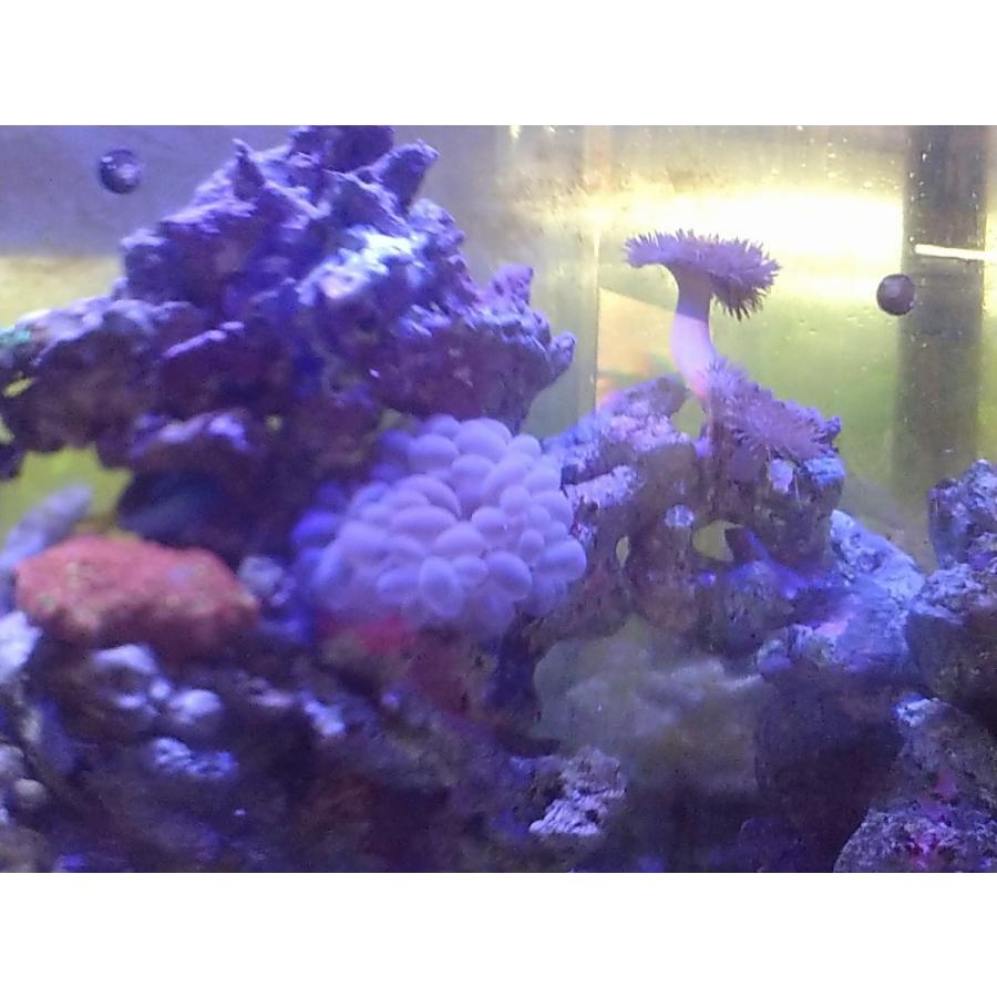 珊瑚 サンゴ バブルコーラル ミズタマサンゴ 8ｃｍ前後 画像の生体をお届けいたします 画像の1 3枚目はコーラルレンズ使用 Bable02 お魚倉庫 通販 Yahoo ショッピング