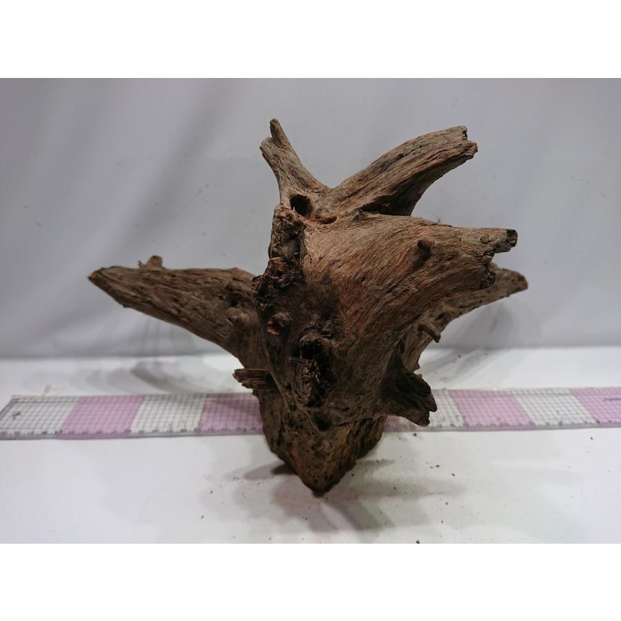 市場 ソネケミファ ブラックホーンs