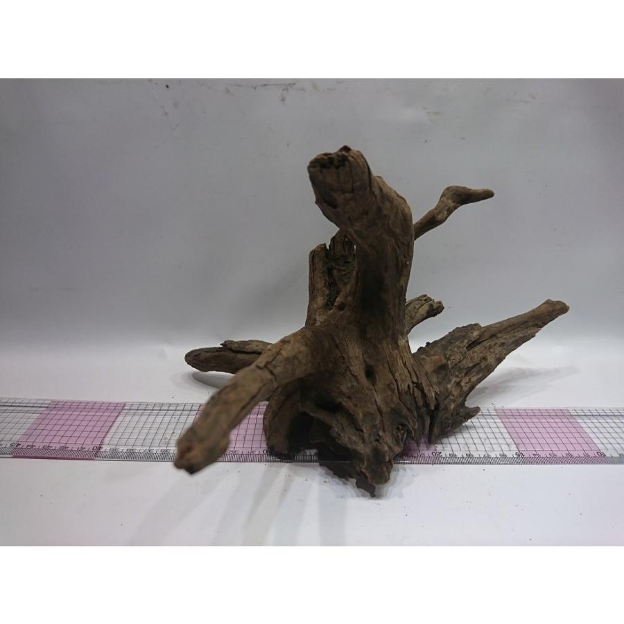 枝流木 ブラックホーン Mサイズ 30cm 一点もの Bhm03 お魚倉庫 通販 Yahoo ショッピング