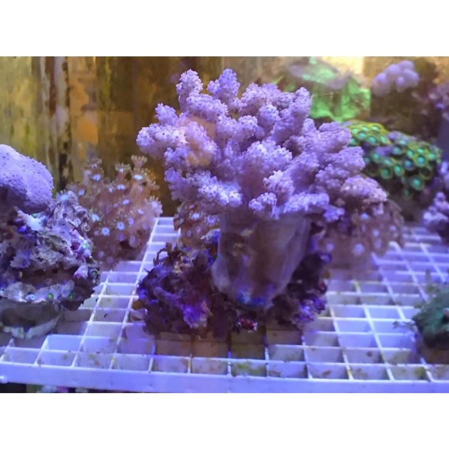 珊瑚 サンゴ コルトソフトコーラル 10ｃｍ前後 画像の生体をお届けいたします 画像の1 3枚目はコーラルレンズを使用して撮影しています Coltsoft01 お魚倉庫 通販 Yahoo ショッピング