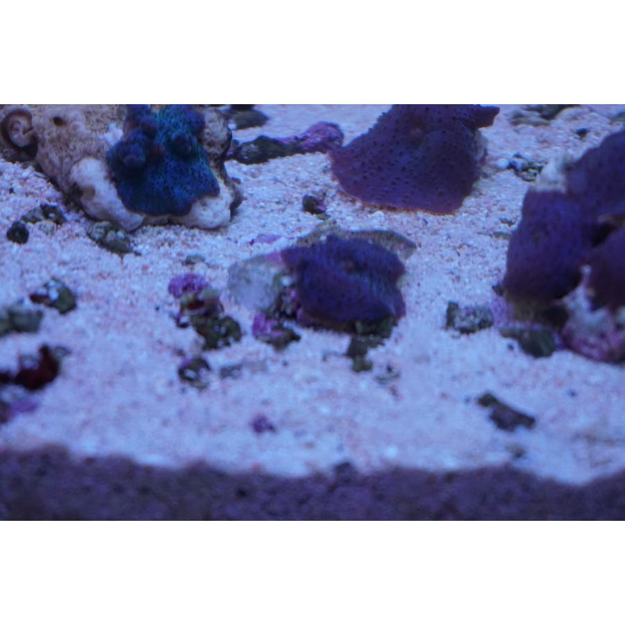 珊瑚 サンゴ ディスクコーラル オレンジ 岩7ｃｍ前後 画像の生体をお届けいたします 画像はコーラルレンズを使用して撮影しています Diskcoral01 お魚倉庫 通販 Yahoo ショッピング