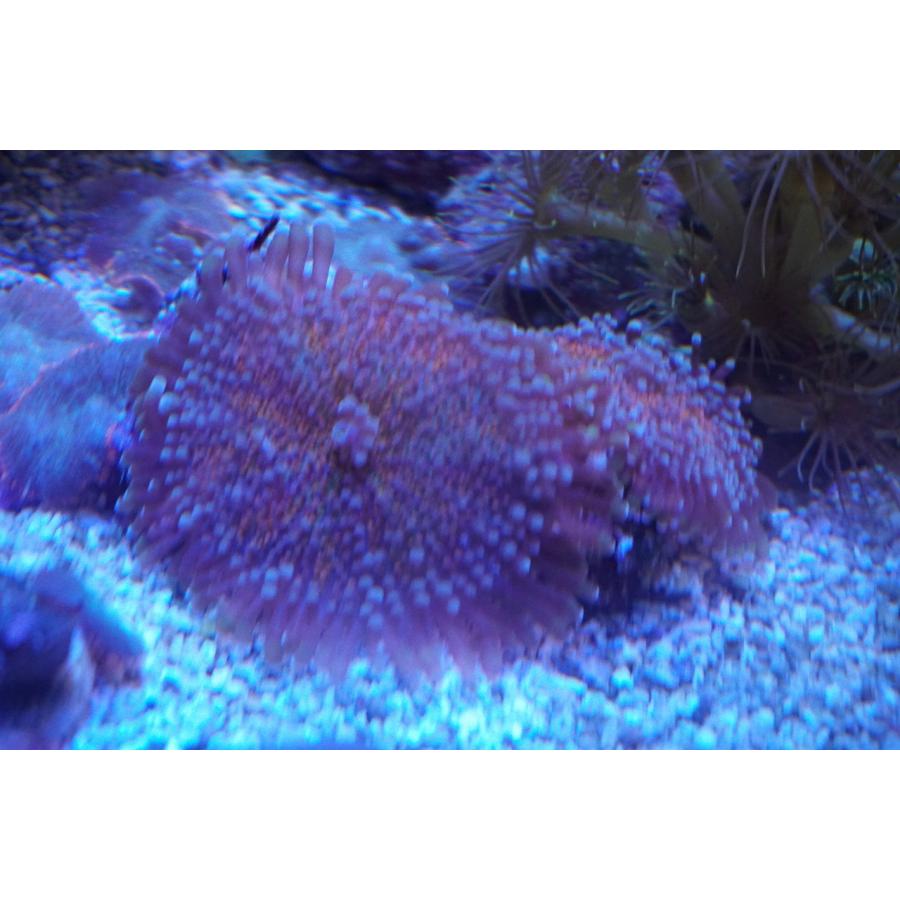 珊瑚 サンゴ ディスクコーラル グリーン 岩5ｃｍ前後 画像の生体をお届けいたします 画像の1 3枚目はコーラルレンズを使用して撮影しています Diskcoral03 お魚倉庫 通販 Yahoo ショッピング