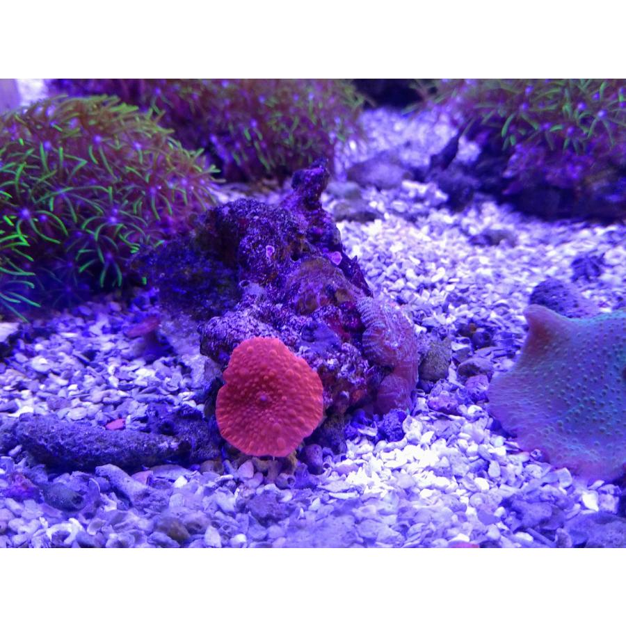 珊瑚 サンゴ ディスクコーラル グリーン 4ｃｍ前後岩付 画像の生体をお届けいたします Diskcoral05 お魚倉庫 通販 Yahoo ショッピング
