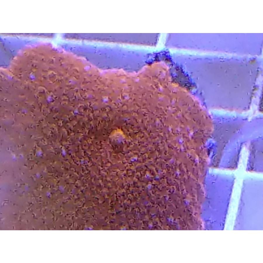 珊瑚 サンゴ バブルディスクコーラルグリーン 4ｃｍ前後岩付き 画像の生体をお届けいたします 画像の1 3枚目はコーラルレンズを使用して撮影しています Diskcoral06 お魚倉庫 通販 Yahoo ショッピング