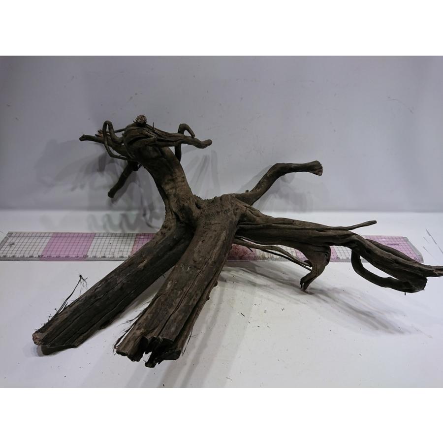 枝流木グレーブランチ Llサイズ 40cm 一点もの Grll01 お魚倉庫 通販 Yahoo ショッピング