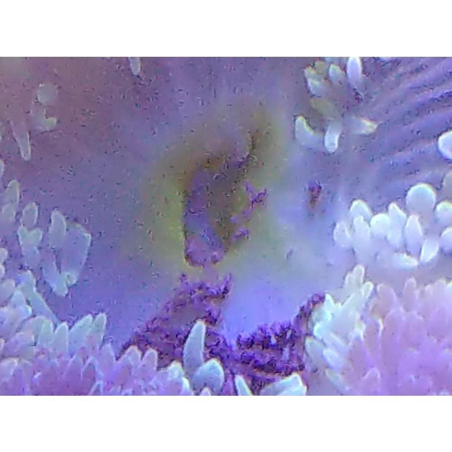 ハタゴイソギンチャク グリーン 30cm前後 画像の生体をお届けします 画像の1 3枚目はコーラルレンズを使用して撮影しています Hatago01 お魚倉庫 通販 Yahoo ショッピング