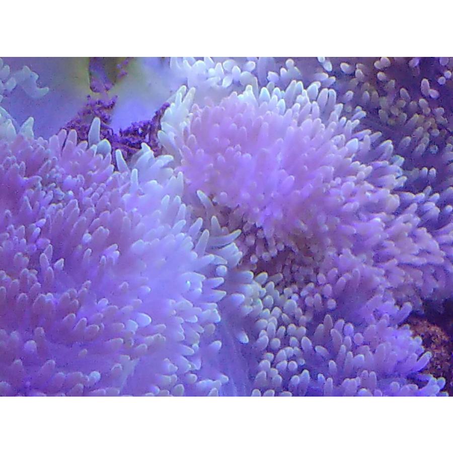 注目の福袋をピックアップ ハタゴイソギンチャク 15cm前後 画像の生体をお届けします 沖縄産 観賞魚生体 Cityofalamosa Org