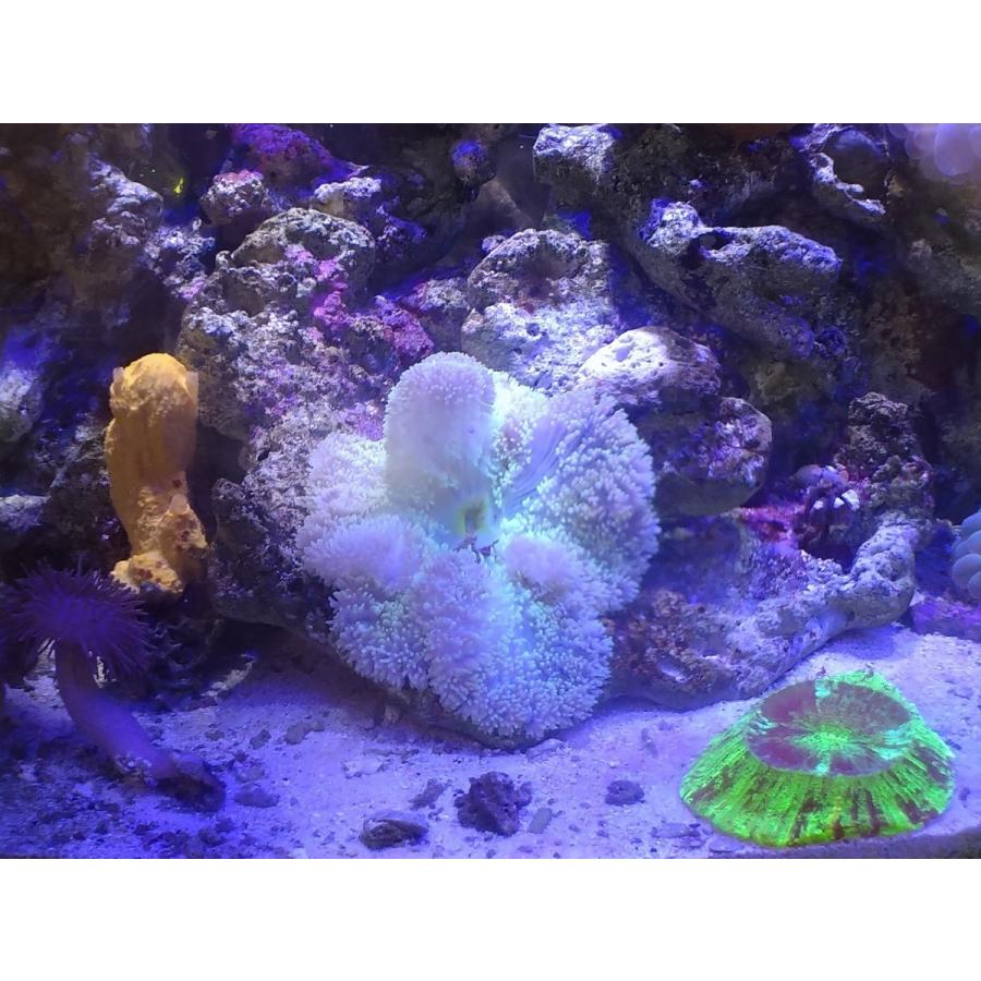 ハタゴイソギンチャク グリーン 30cm前後 画像の生体をお届けします 画像の1 3枚目はコーラルレンズを使用して撮影しています Hatago01 お魚倉庫 通販 Yahoo ショッピング