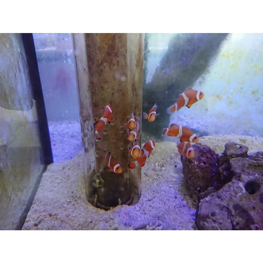 価格は安く カクレクマノミ ブリード 4cm前後 Aynaelda Com