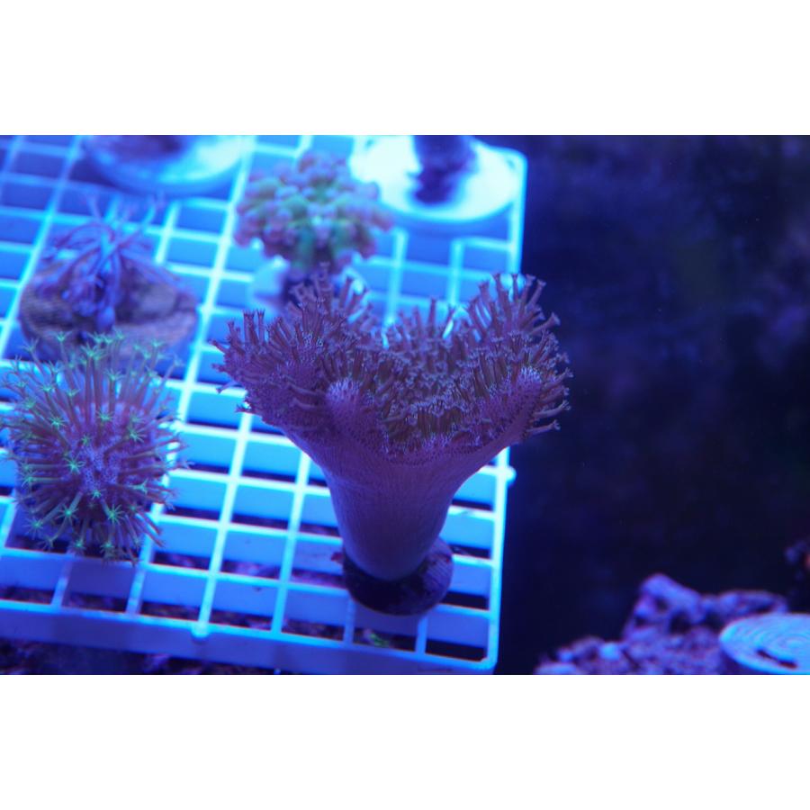 珊瑚 サンゴ ウミキノコ 激安☆超特価 人気ブラドン 画像の生体をお届けいたします 10ｃｍ前後岩付