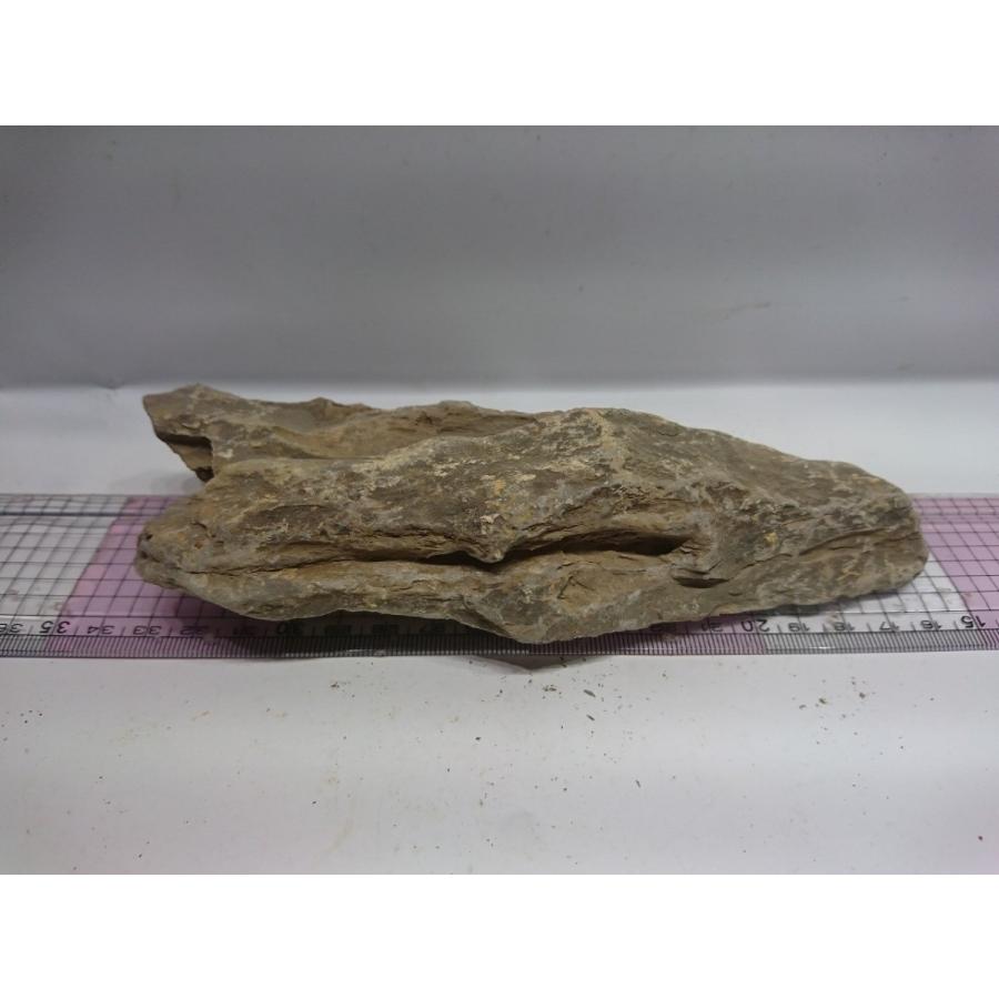 気孔石 キコウセキ 18ｃｍ前後一点もの Kk014 お魚倉庫 通販 Yahoo ショッピング