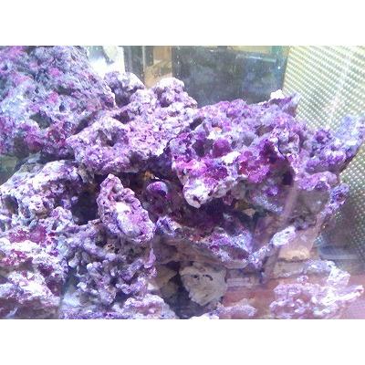 ライブロック Aグレード 石灰藻付き 1ｋｇ Liverocka1 お魚倉庫 通販 Yahoo ショッピング