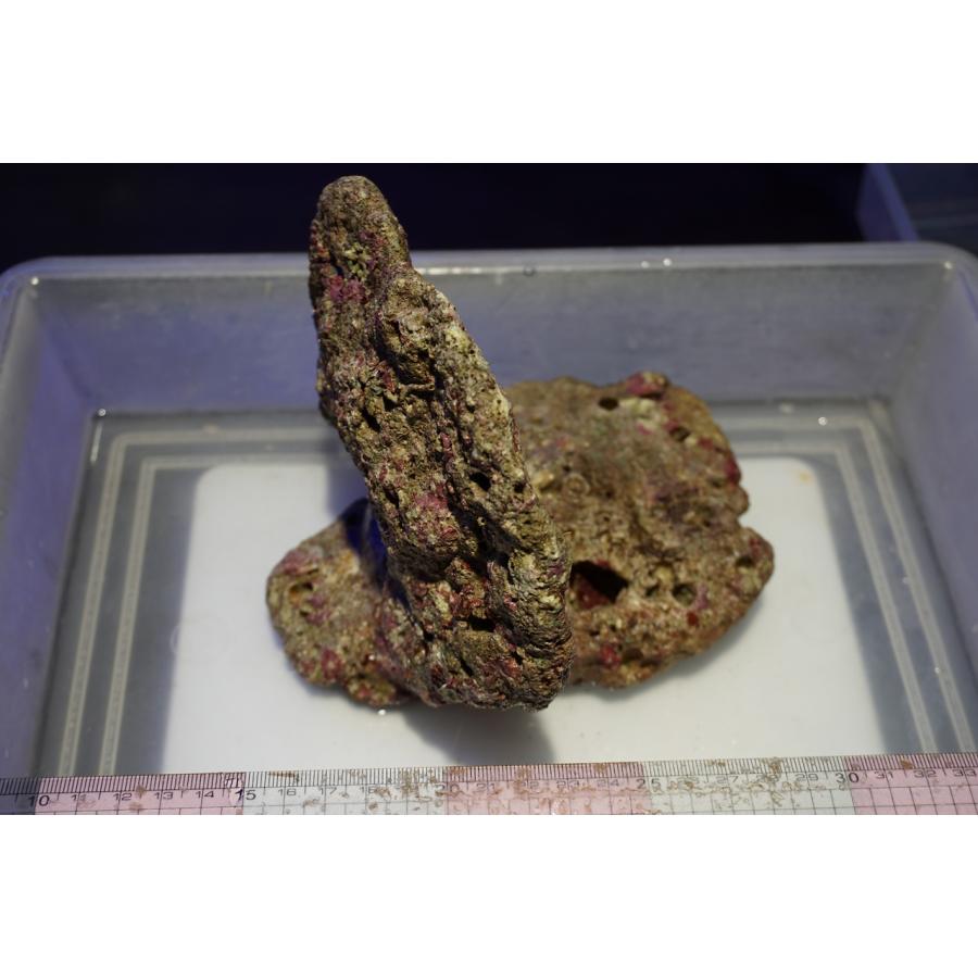 ライブロック Aグレード 1.06kg 1点もの 画像の生体をお届けいたします