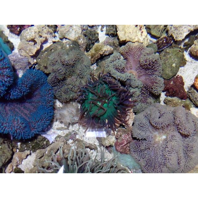 ロングテンタクルアネモネ グリーン 10cm前後 画像の生体をお届け 