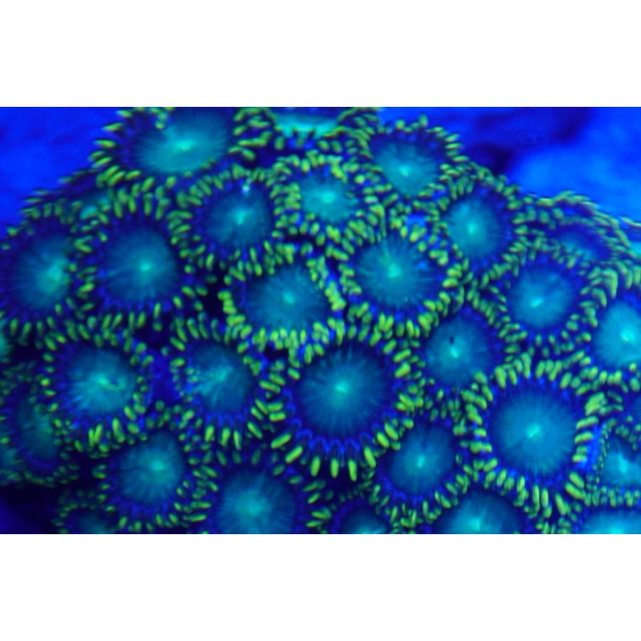 珊瑚（サンゴ）マメスナギンチャク　8ｃｍ前後　画像の生体をお届けいたします。｜osakanasouko｜02