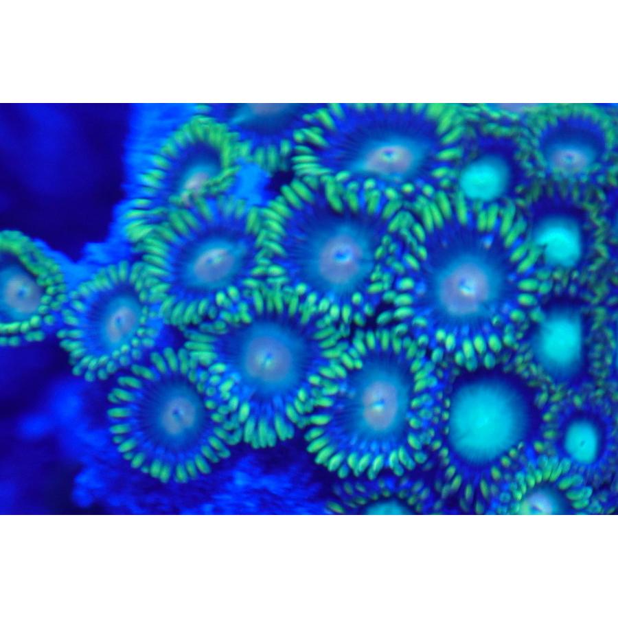 珊瑚（サンゴ）マメスナギンチャク　8ｃｍ前後　画像の生体をお届けいたします。｜osakanasouko｜04