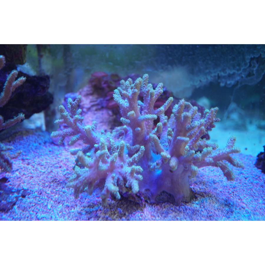 珊瑚 サンゴ ナグラカタトサカ 殿堂 画像の生体をお届けいたします グリーン 注目の 10ｃｍ前後