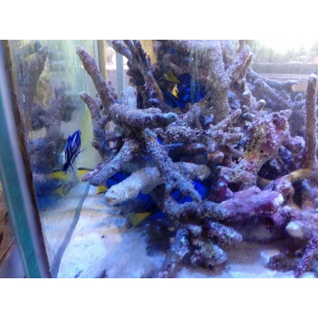 ナンヨウハギ 大特価 4〜5cm前後 MSサイズ : お魚倉庫 - 通販 - Yahoo