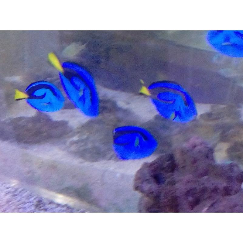 ナンヨウハギ 大特価 4〜5cm前後 MSサイズ : お魚倉庫 - 通販