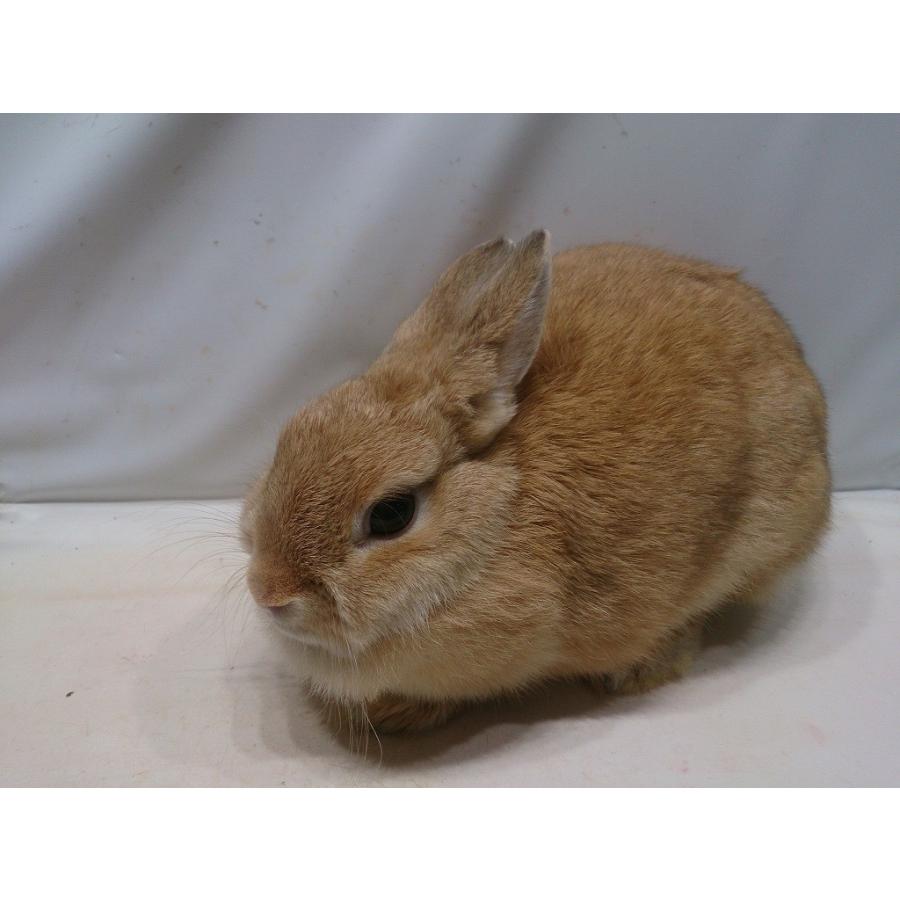 ネザーランドドワーフ メス 1月13日生まれ 宅配不可 店舗受け渡し可能な方 または香川県 大阪府一部 神戸市付近店舗従業員が配達いたします Ndr03 お魚倉庫 通販 Yahoo ショッピング