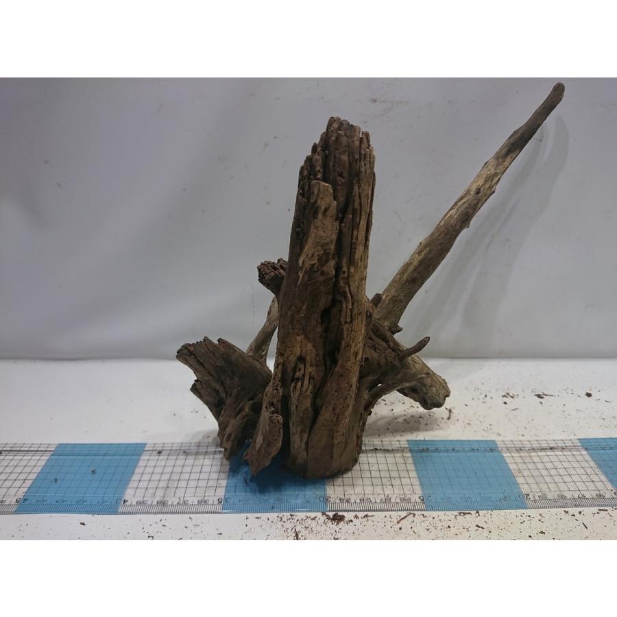 最大 Offクーポン 流木ブラックホーン アウトレット商品 cm 一点もの Shipsctc Org