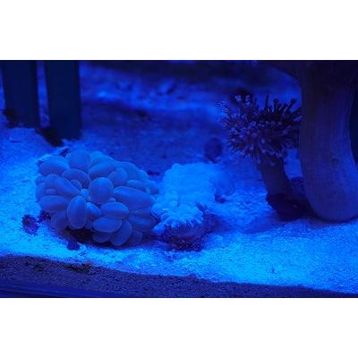 珊瑚（サンゴ）パールコーラル 5cm前後 画像の生体をお届けいたし