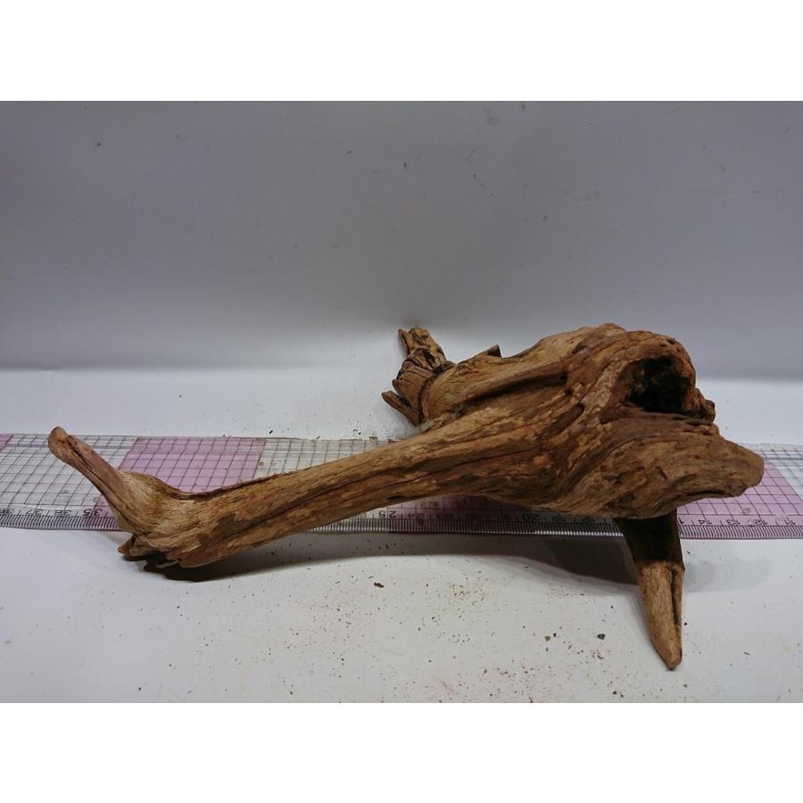 磨き枝流木プレミアムルートウッド Mサイズ cm 一点もの Prwm08 お魚倉庫 通販 Yahoo ショッピング