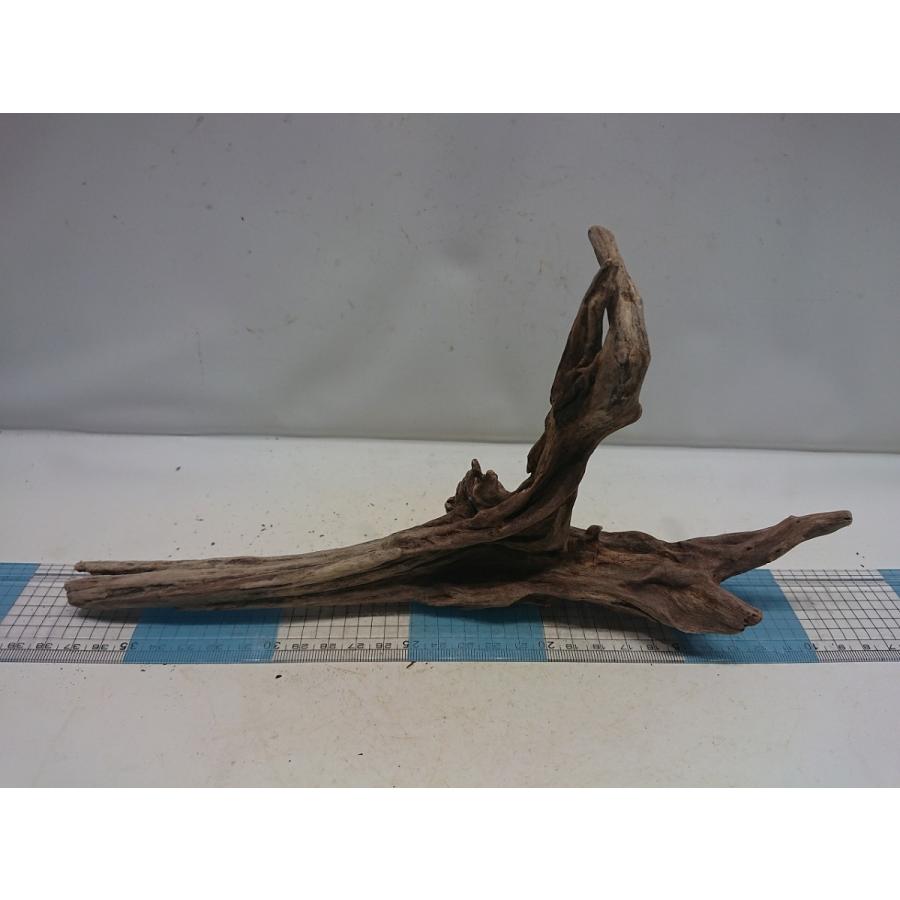 最大 Offクーポン 流木ブラックホーン アウトレット商品 cm 一点もの Shipsctc Org