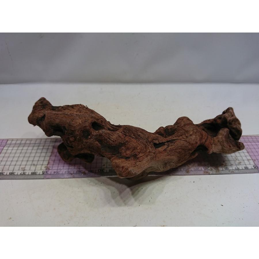 磨き枝流木プレミアムルートウッド Mサイズ 21cm 一点もの Prwm18 お魚倉庫 通販 Yahoo ショッピング