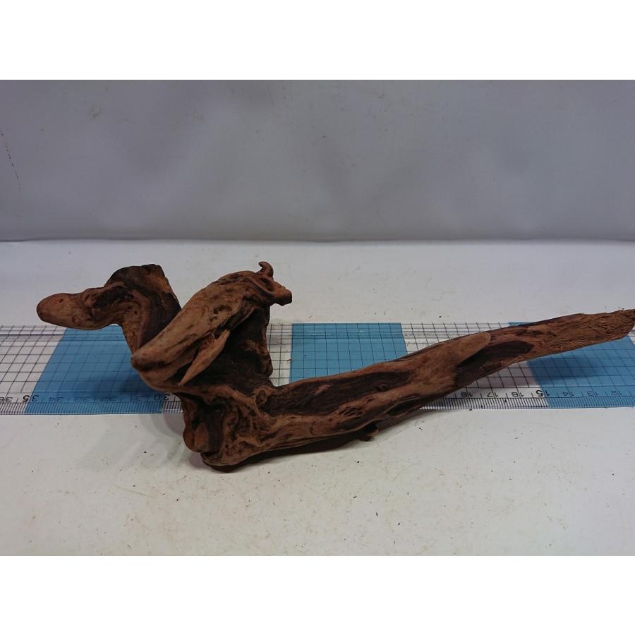 磨き枝流木プレミアムルートウッドsサイズ cm 一点もの Prws12 お魚倉庫 通販 Yahoo ショッピング