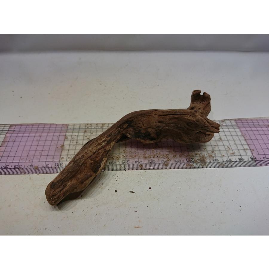 祝開店 大放出セール開催中 磨き枝流木プレミアムルートウッドssサイズ 10cm 一点もの Shipsctc Org