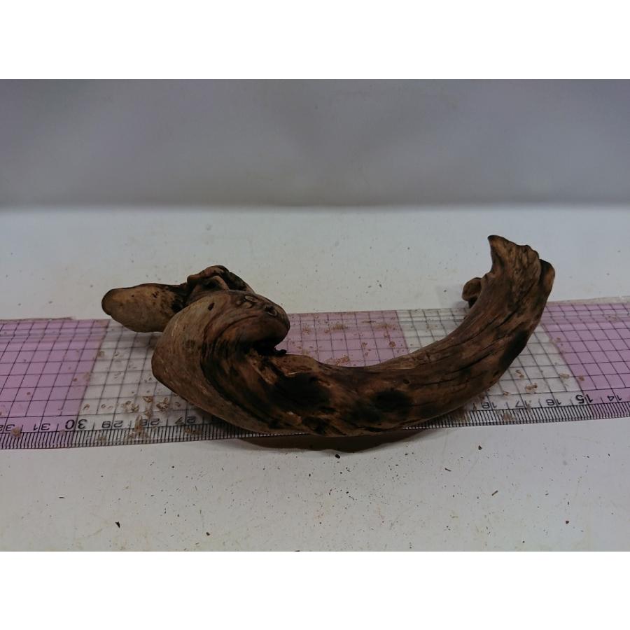 磨き枝流木プレミアムルートウッドssサイズ 15cm 一点もの Prwss16 お魚倉庫 通販 Yahoo ショッピング