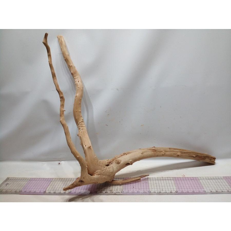 ソネケミファ 観賞魚 観賞魚用アクセサリー用品 グレーブランチ