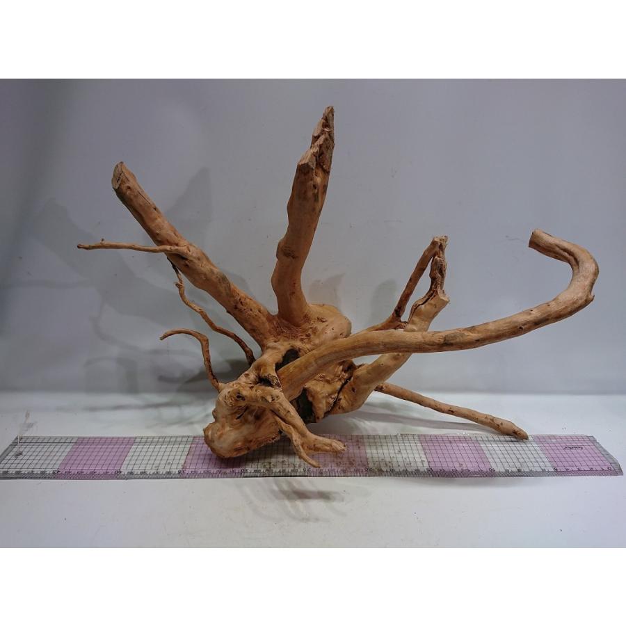 枝流木 ホワイトブランチウッド Lサイズ40cm 一点もの Rbewbll04 お魚倉庫 通販 Yahoo ショッピング