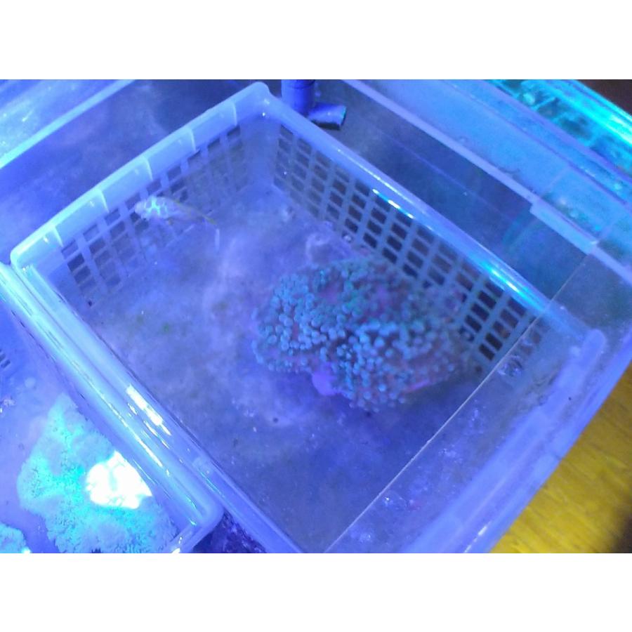 サンゴイソギンチャク グリーン 8cm前後 画像の生体をお届けいたします 画像はコーラルレンズを使用して撮影しています Sangoisogin01 お魚倉庫 通販 Yahoo ショッピング