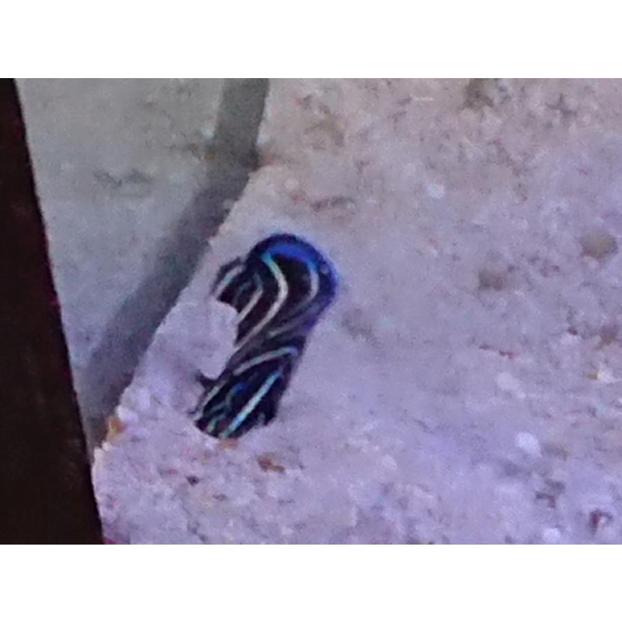 サザナミヤッコ幼魚 4cm前後 餌付け済み 画像の生体 Sazanami01 お魚倉庫 通販 Yahoo ショッピング