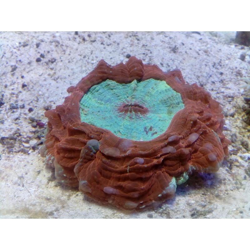アザミハナガタサンゴ(スコリミア） サイズ10cm前後 画像の生体をお