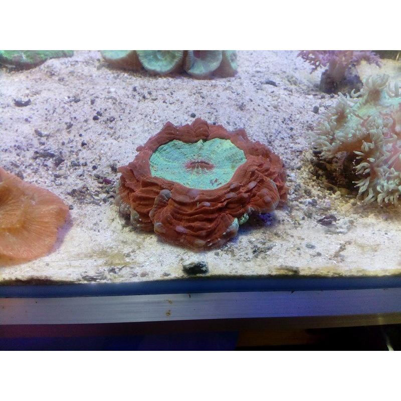 アザミハナガタサンゴ(スコリミア） サイズ10cm前後 画像の生体をお