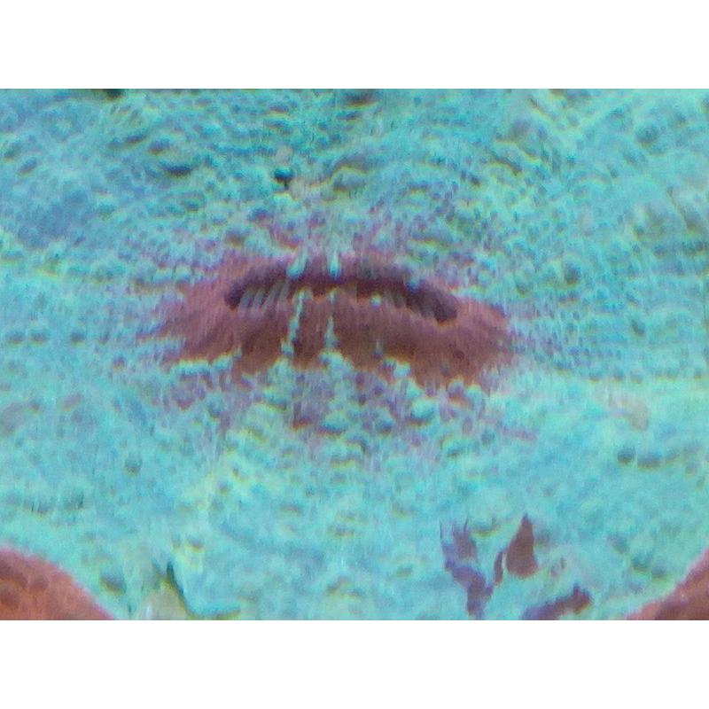 アザミハナガタサンゴ(スコリミア） サイズ10cm前後 画像の生体をお 