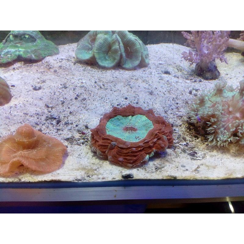 アザミハナガタサンゴ（14ｃｍ前後） アザミハナガタサンゴ（14cm前後） アザミハナガタサンゴ