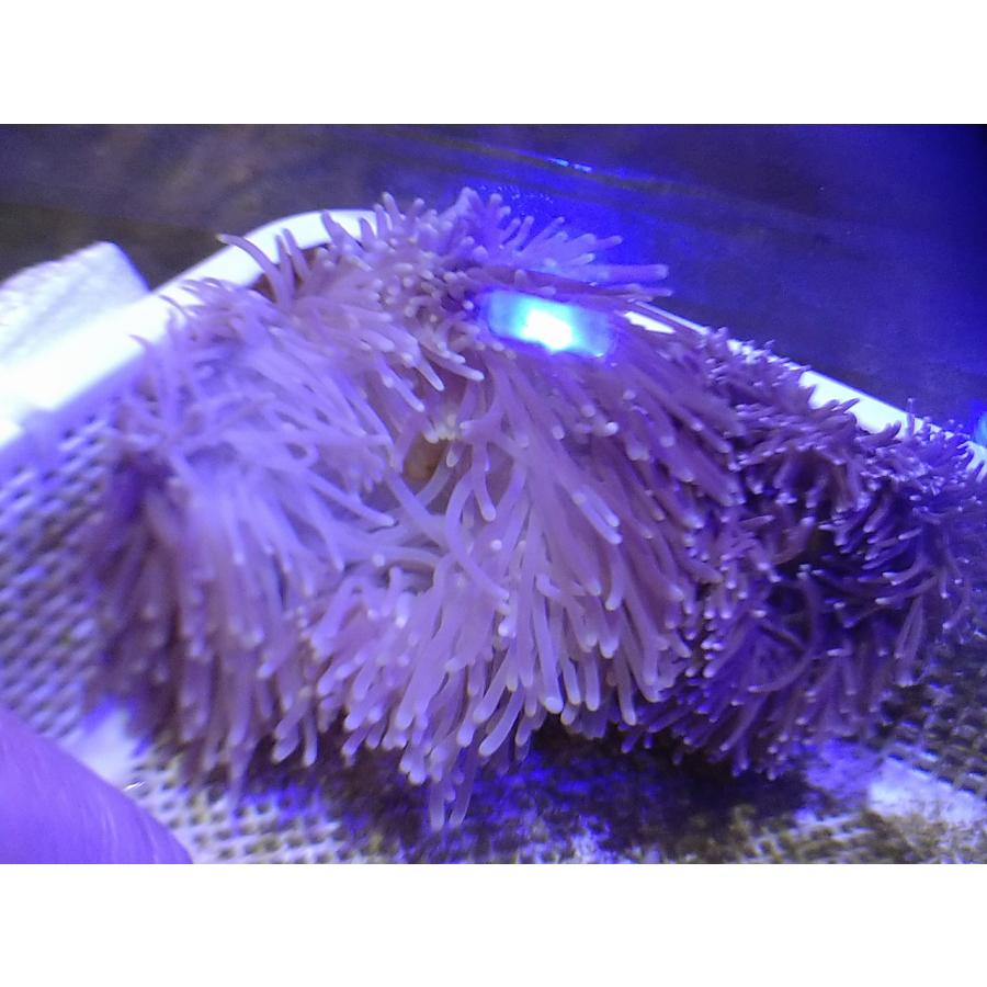 センジュイソギンチャク カクレクマノミ大好き 10cｍ前後 画像の生体をお送りします Senju01 お魚倉庫 通販 Yahoo ショッピング