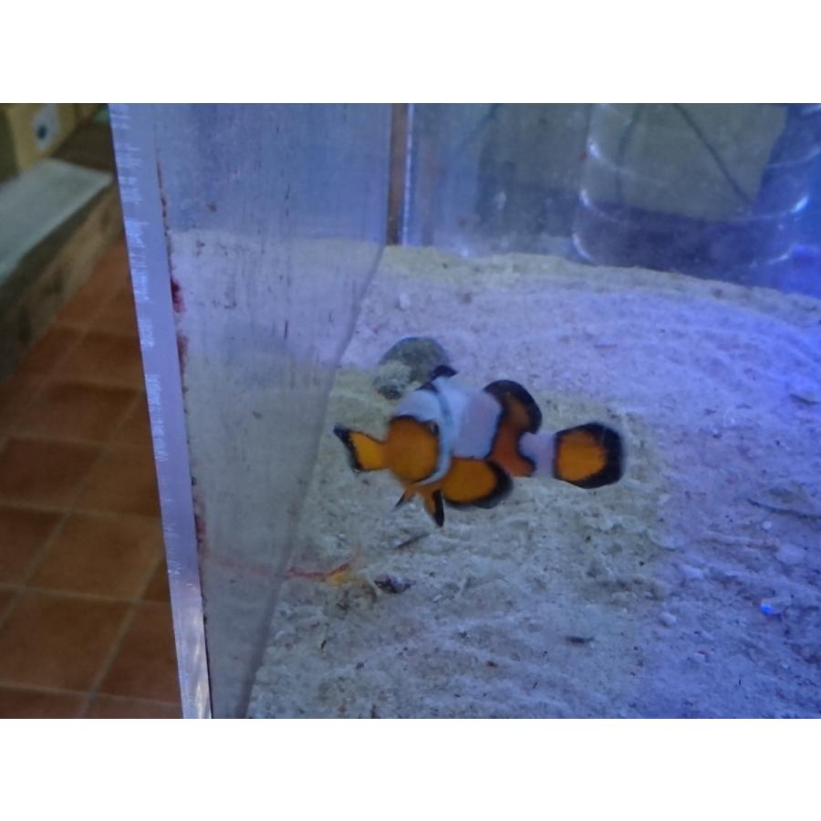 スノーフレークオニキス ８cm前後 餌づけ済 画像の生体 Snowfrake お魚倉庫 通販 Yahoo ショッピング