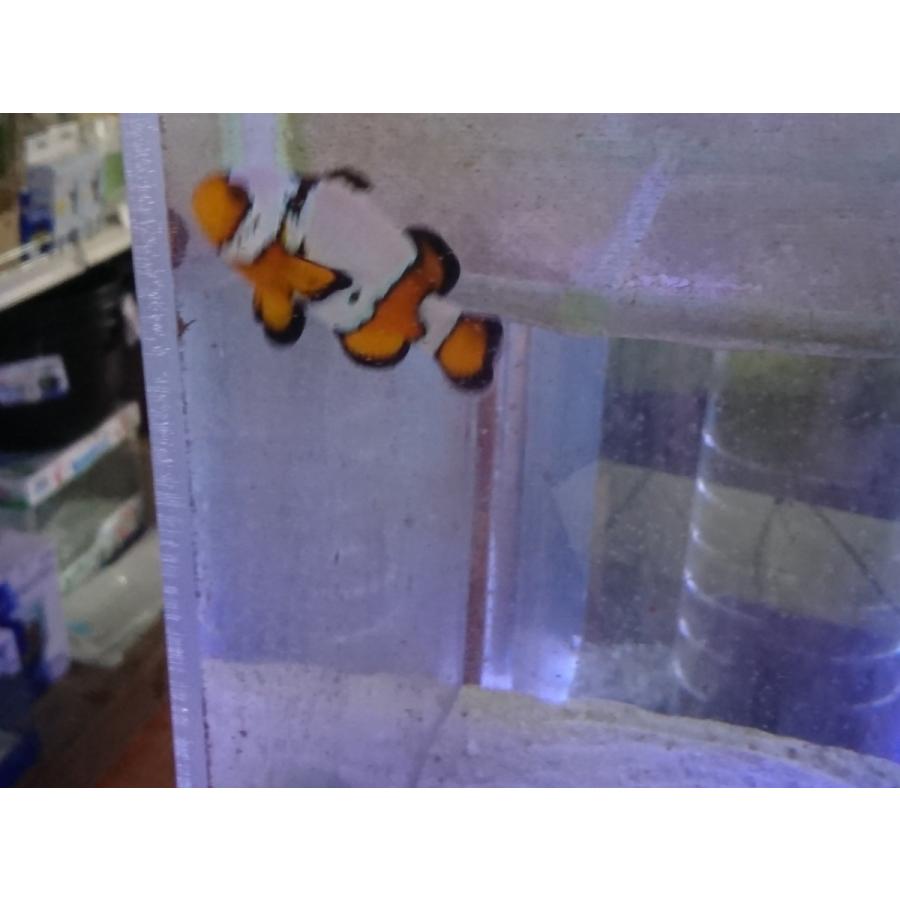 スノーフレークオニキス ８cm前後 餌づけ済 画像の生体 Snowfrake お魚倉庫 通販 Yahoo ショッピング