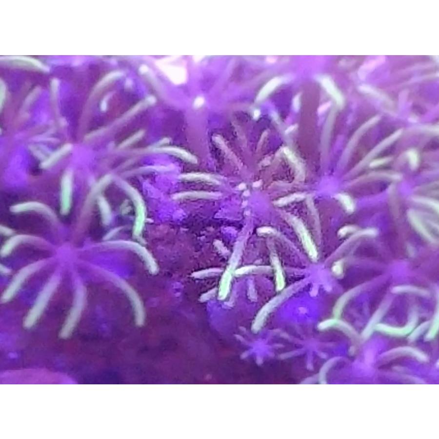 珊瑚 サンゴ スターポリプ グリーン サイズ6ｃｍ前後 画像の生体をお届けいたします 画像の1 3枚目はコーラルレンズ使用 Starpolip01 お魚倉庫 通販 Yahoo ショッピング