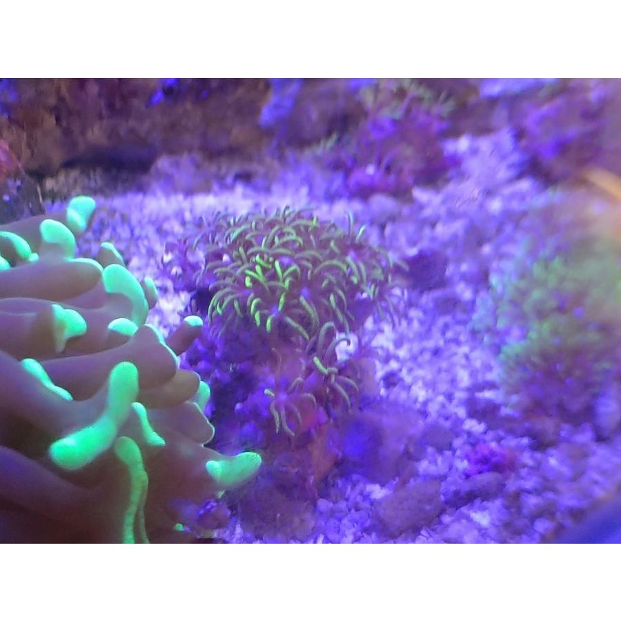 珊瑚 サンゴ スターポリプ グリーン サイズ8ｃｍ前後 画像の生体をお届けいたします 画像の1 3枚目はコーラルレンズ使用 Starpolip02 お魚倉庫 通販 Yahoo ショッピング