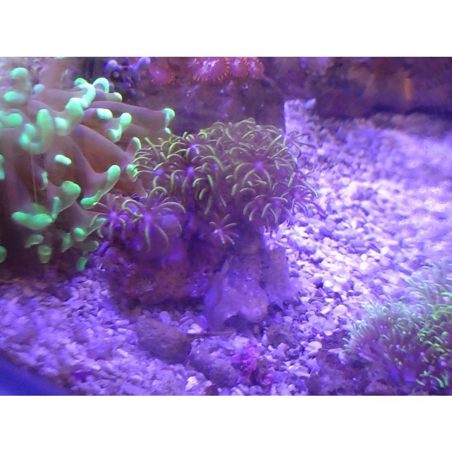 珊瑚 サンゴ スターポリプ グリーン サイズ8ｃｍ前後 画像の生体をお届けいたします 画像の1 3枚目はコーラルレンズ使用 Starpolip02 お魚倉庫 通販 Yahoo ショッピング