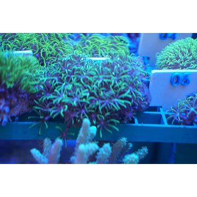 珊瑚 サンゴ スターポリプ グリーン サイズ6ｃｍ前後 画像の生体をお届けいたします Starpolip03 お魚倉庫 通販 Yahoo ショッピング