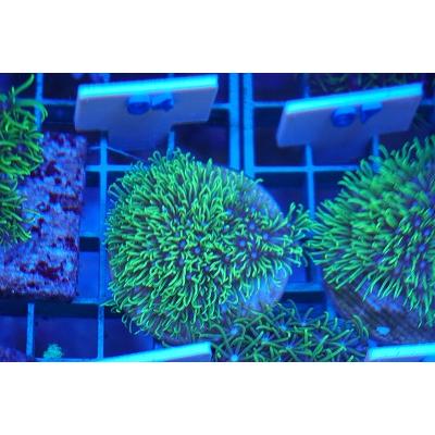 珊瑚（サンゴ）スターポリプ イエロー フラグ サイズ3cm前後 画像の