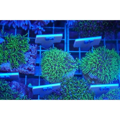珊瑚（サンゴ）スターポリプ イエロー フラグ サイズ3cm前後 画像の 